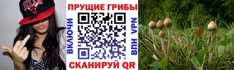 Псилоцибиновые грибы Cubensis дарнет шоп Пудож